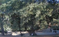 Quercus infectoria ssp veneris